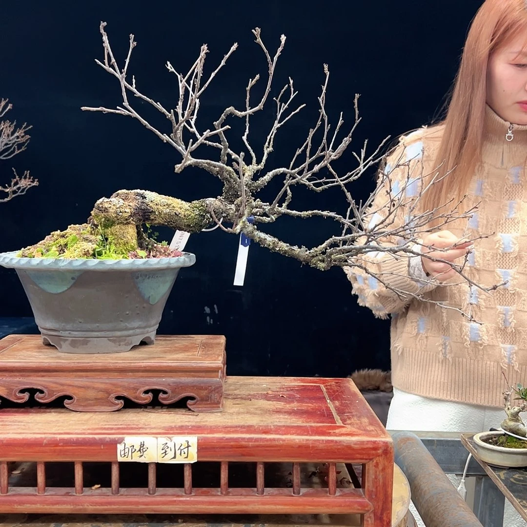 倔***孩无花朵杜鹃花的诗作是