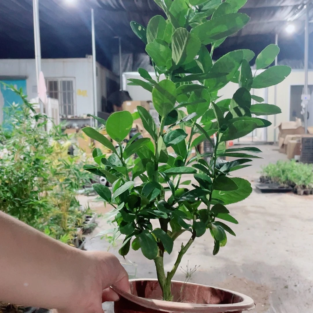 当前无花栽培后可以开花香水柠檬大面，整高40