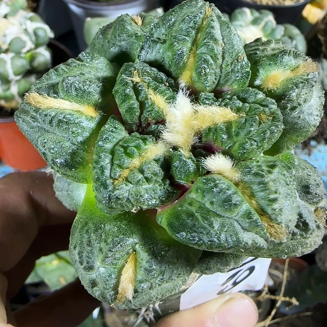 志贺龟甲牡丹089仙人球