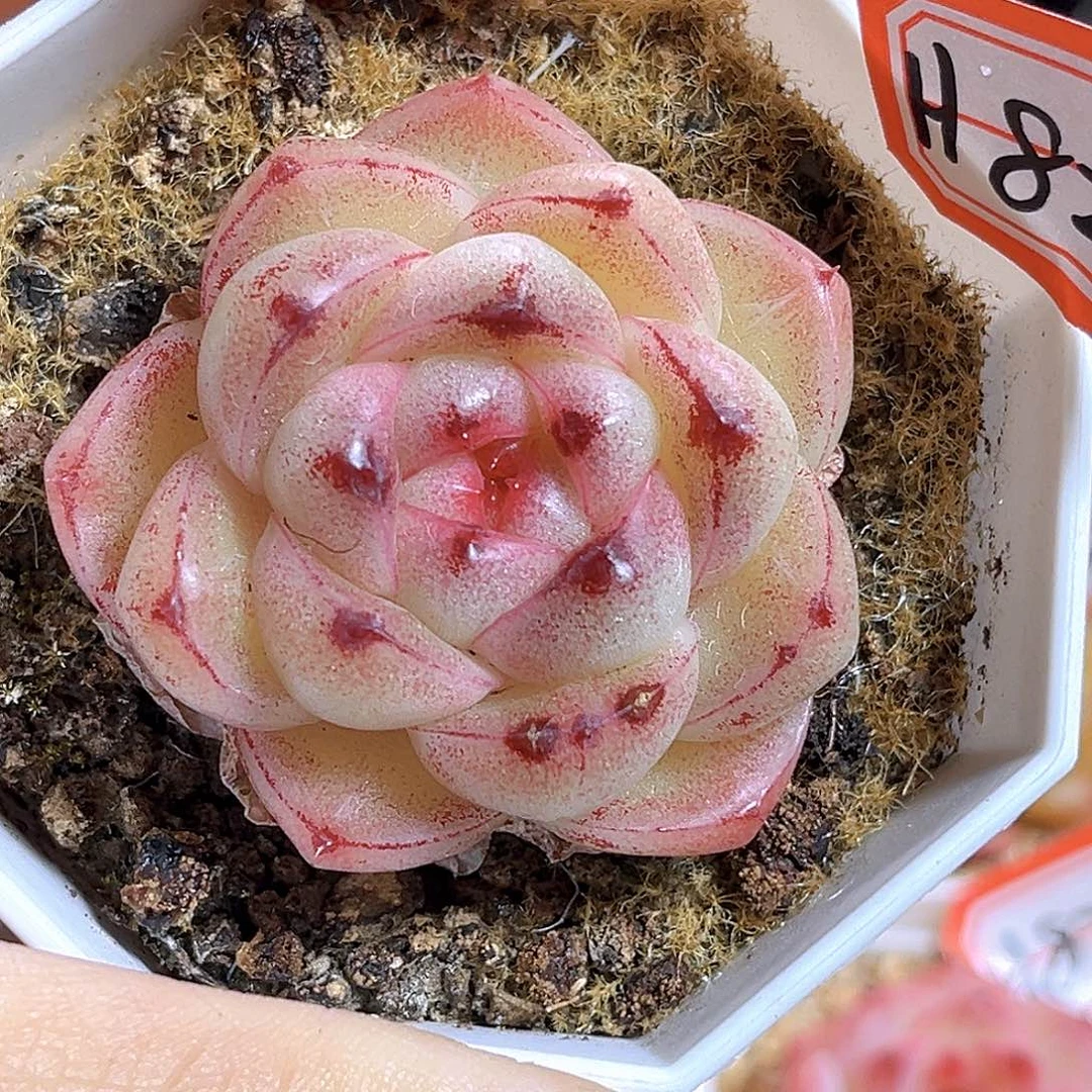 H829  M100满18包邮