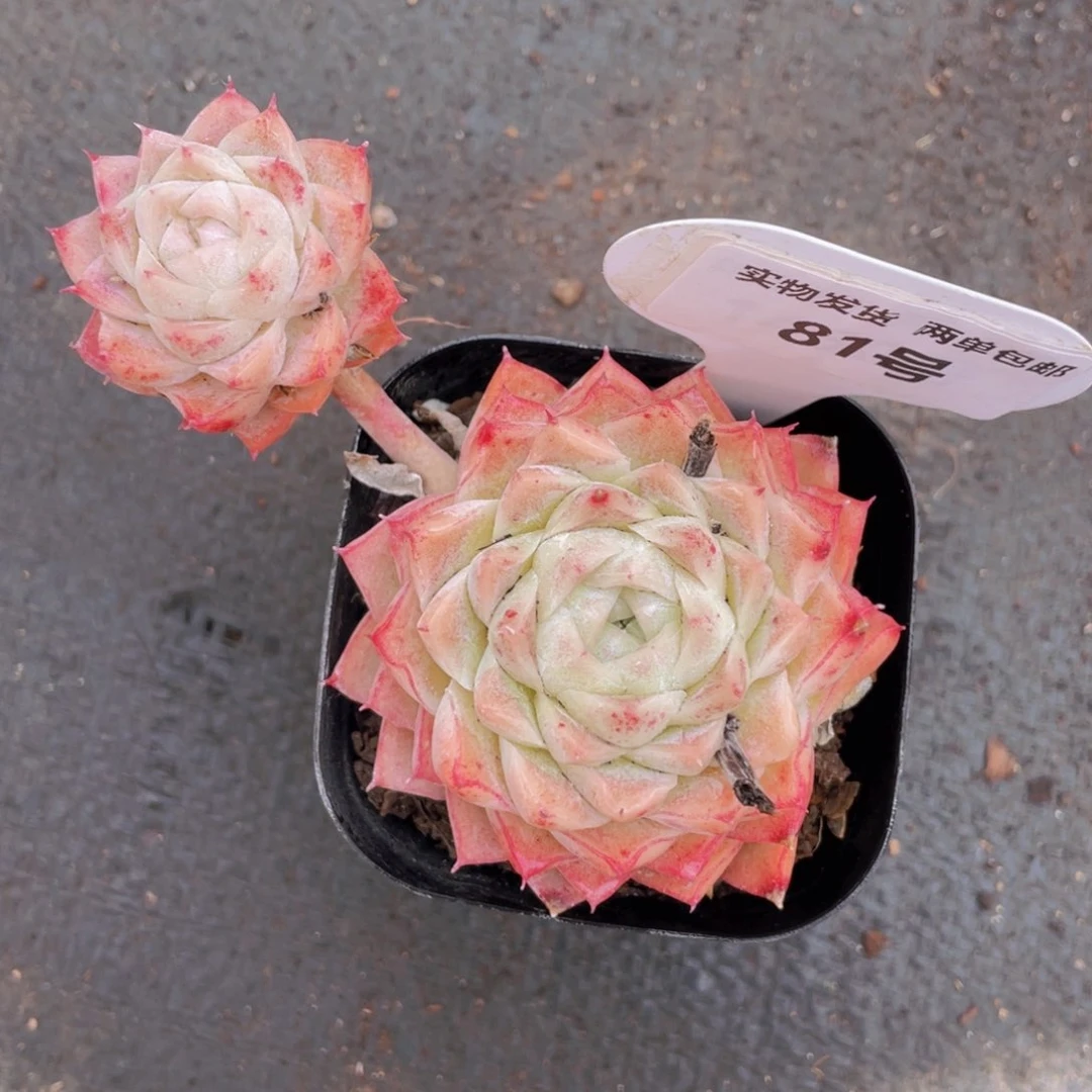 81号飘枝桃熏女王一个