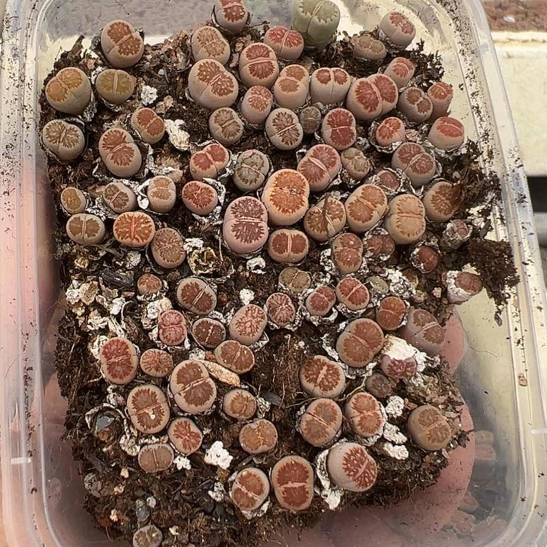 655小尺寸纯纯下播福利1111
