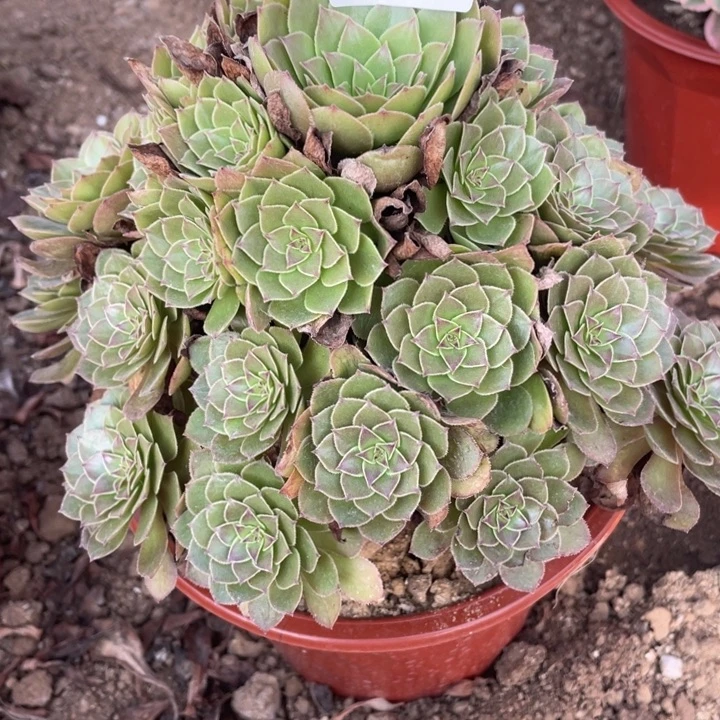 无花朵376多肉植物红魔