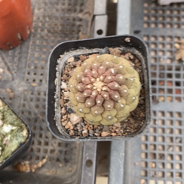 蜥蜴皮特价福利特价