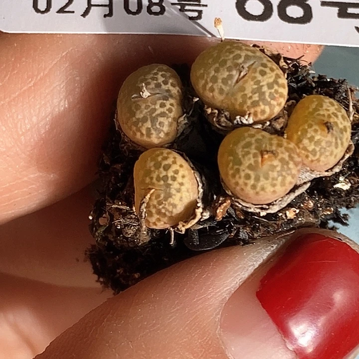 胖*桃喜花园0208-68勋章