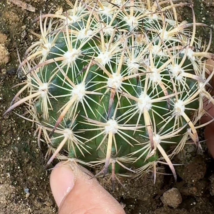 无花朵福利苗接虎爪