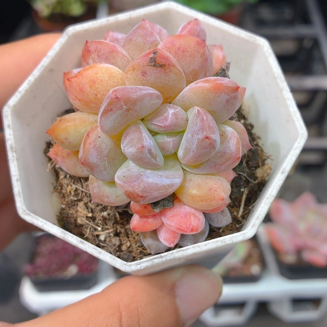 双头橙梦露多肉9.9包邮发货