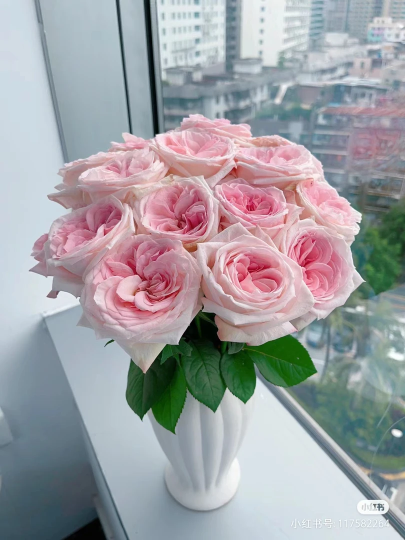 粉荔枝玫瑰【收到花一定要醒花，不会的请联系客服】