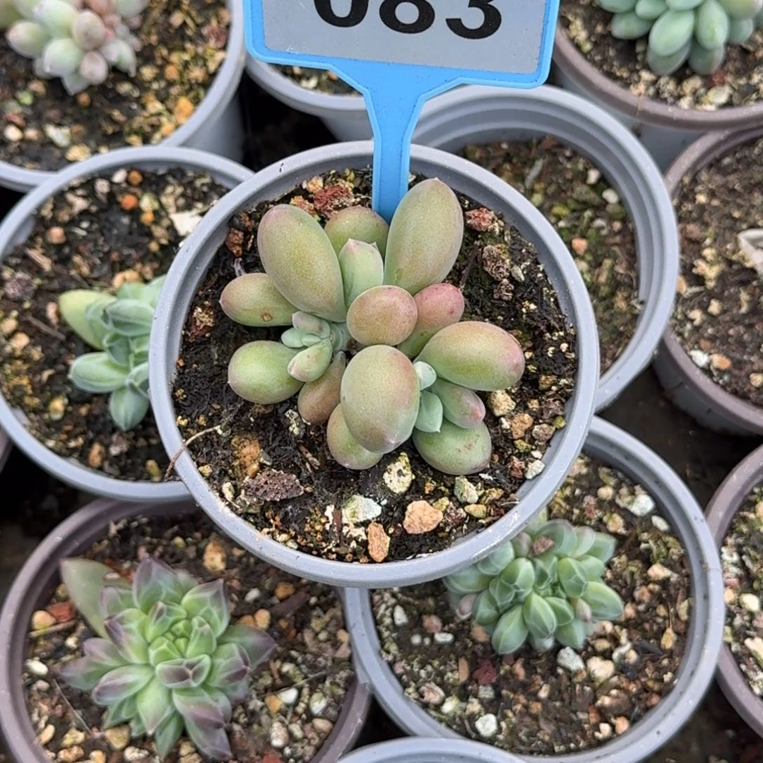 多肉植物柠檬美人083