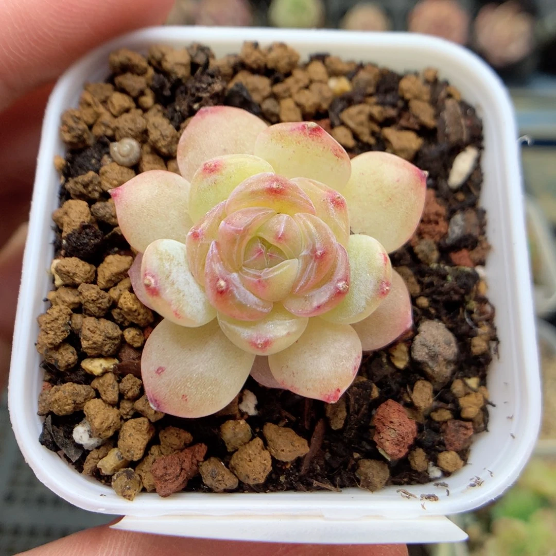 F152 ，柿子多肉20包邮两天凑单