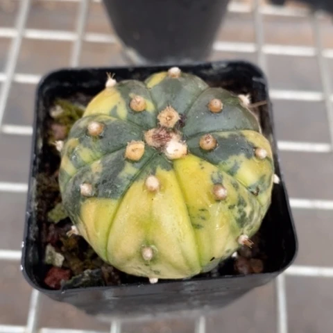 实生兜锦单4仙人球