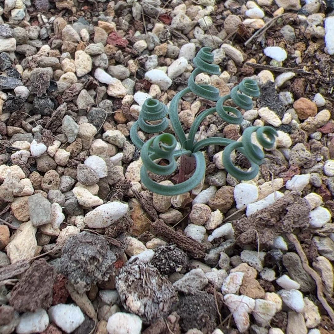 0270号蚊香弹簧草 多肉植物
