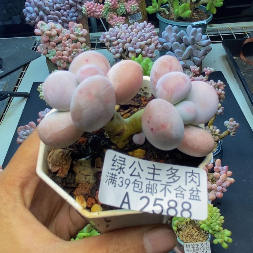 588水光针多肉5c m