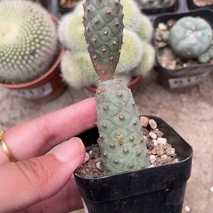 825松粒团扇仙人球植物