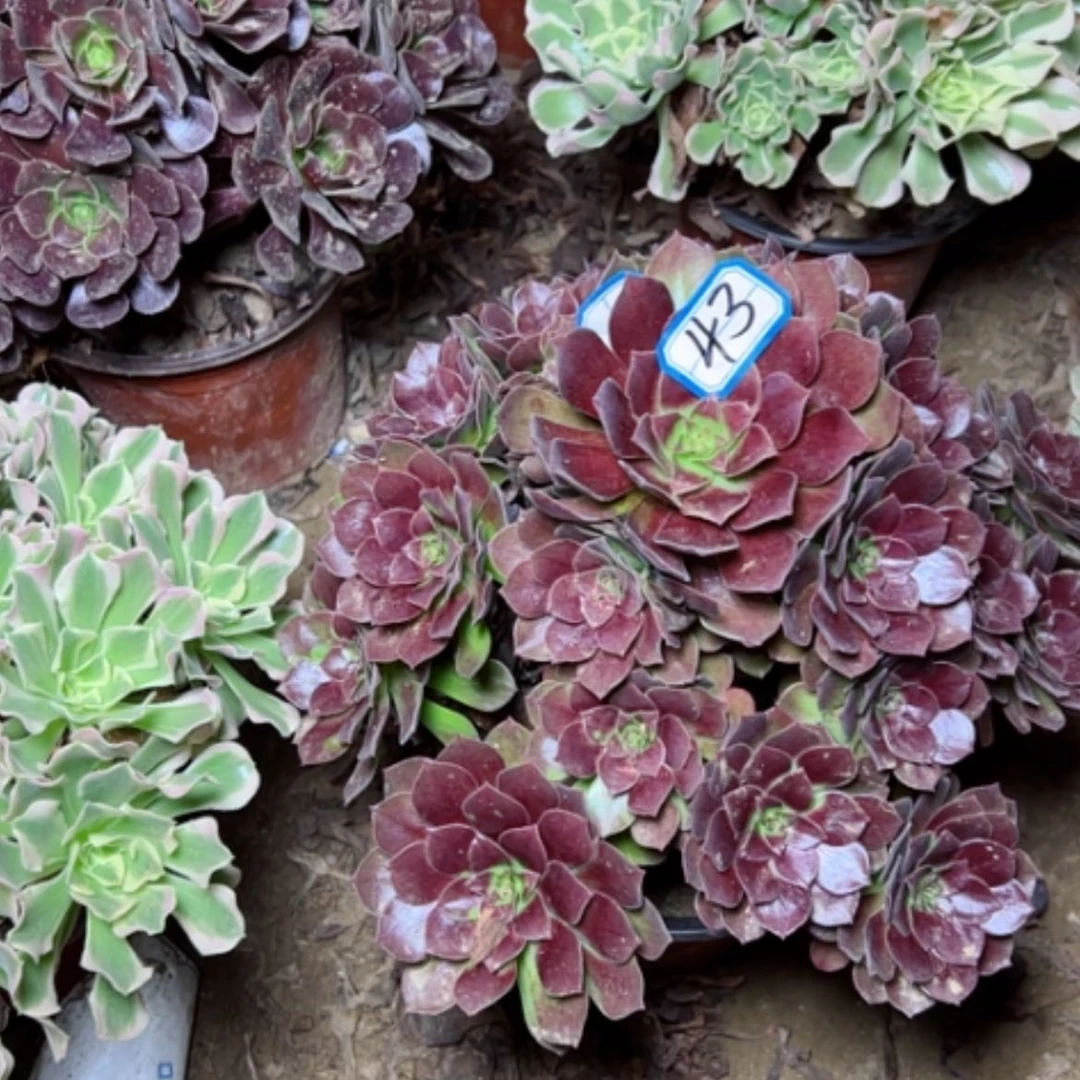 【闪购商品】樱*?黑魔43