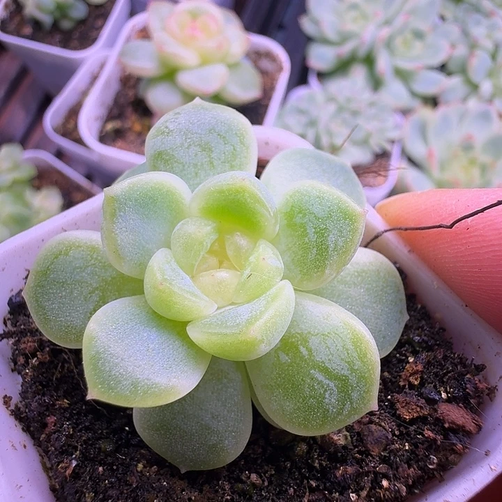 粉心财富单头福利