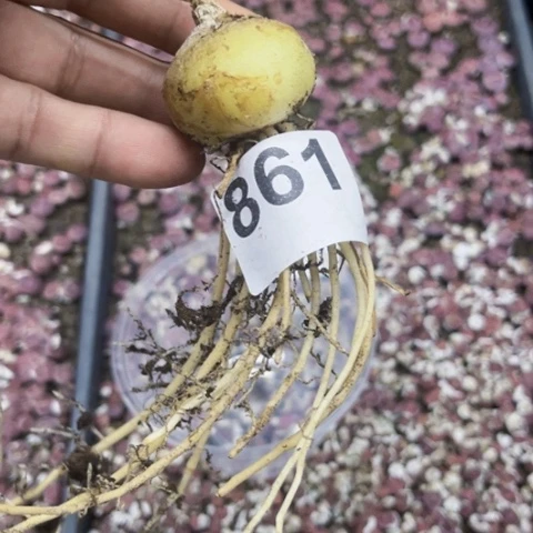 861苍角殿一物一图如图