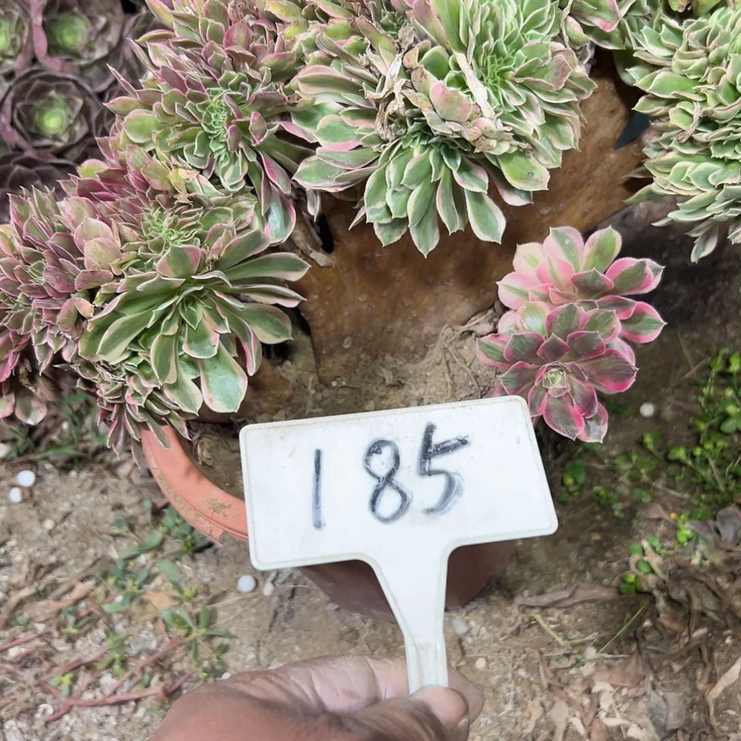 多肉植物女神缀花185