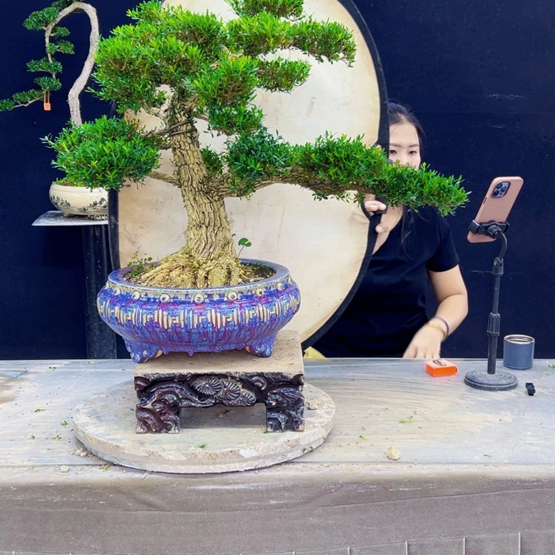 无花朵高端盆景艺术精品
