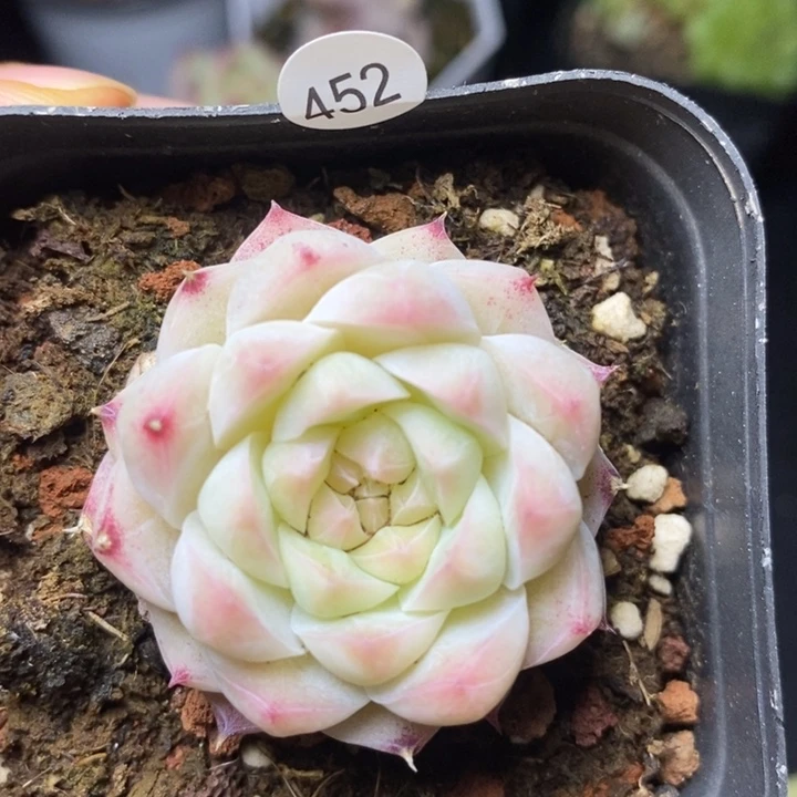 米子多肉一物一拍J452