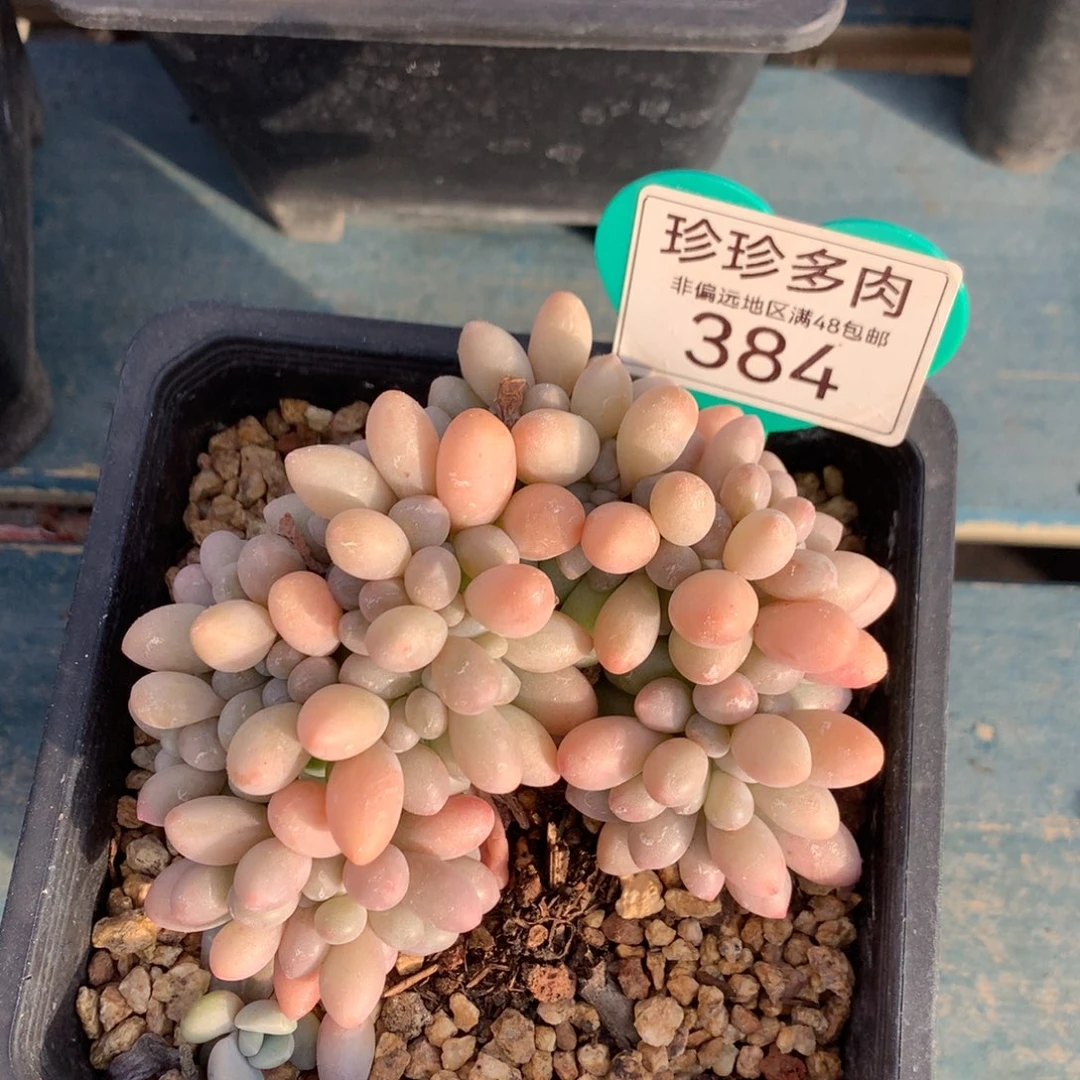 汤圆缀化一物一拍384