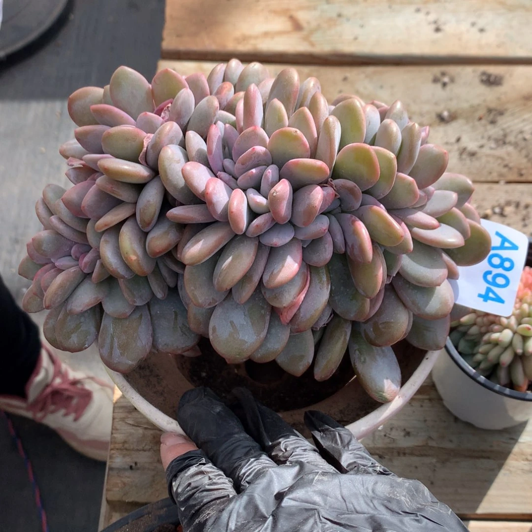 陈*璇A894 售后范围：签收起7天内，录开箱视频