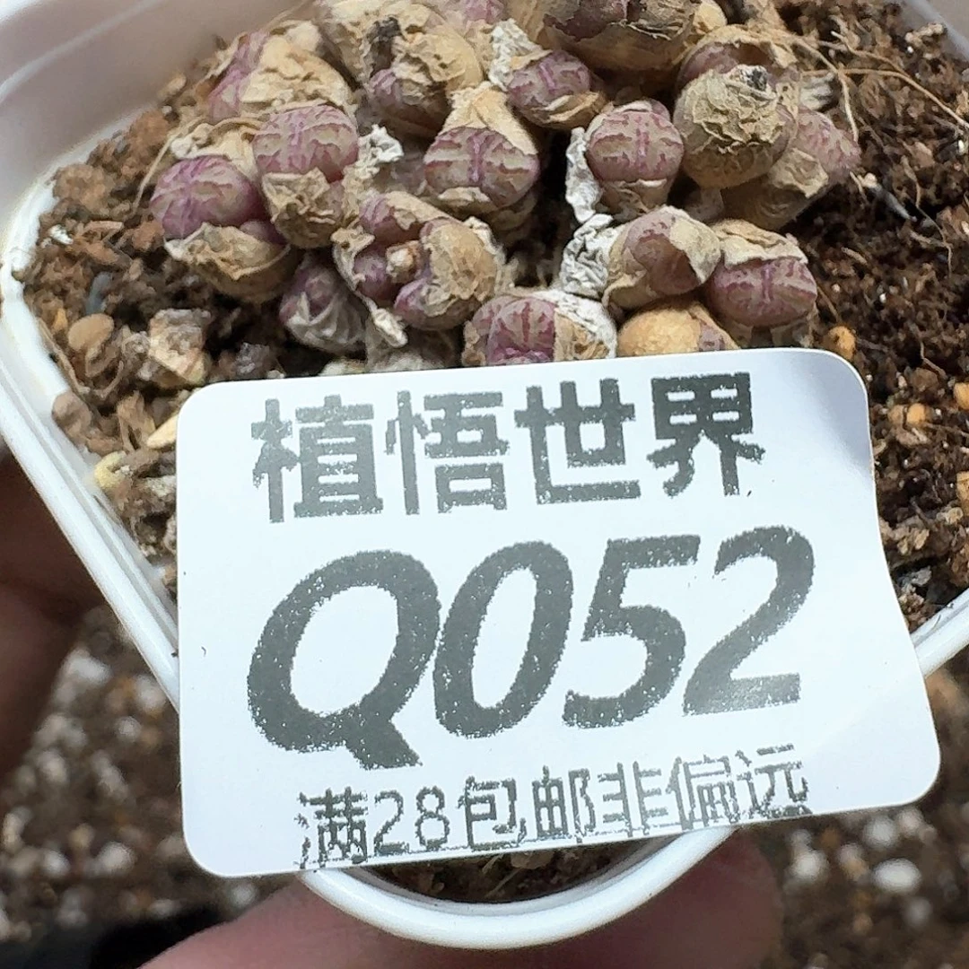 多肉植物的润泽把bgn