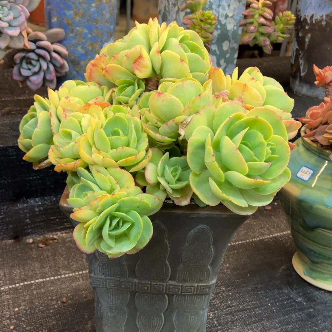 鸡蛋碧桃老桩无砍福利价