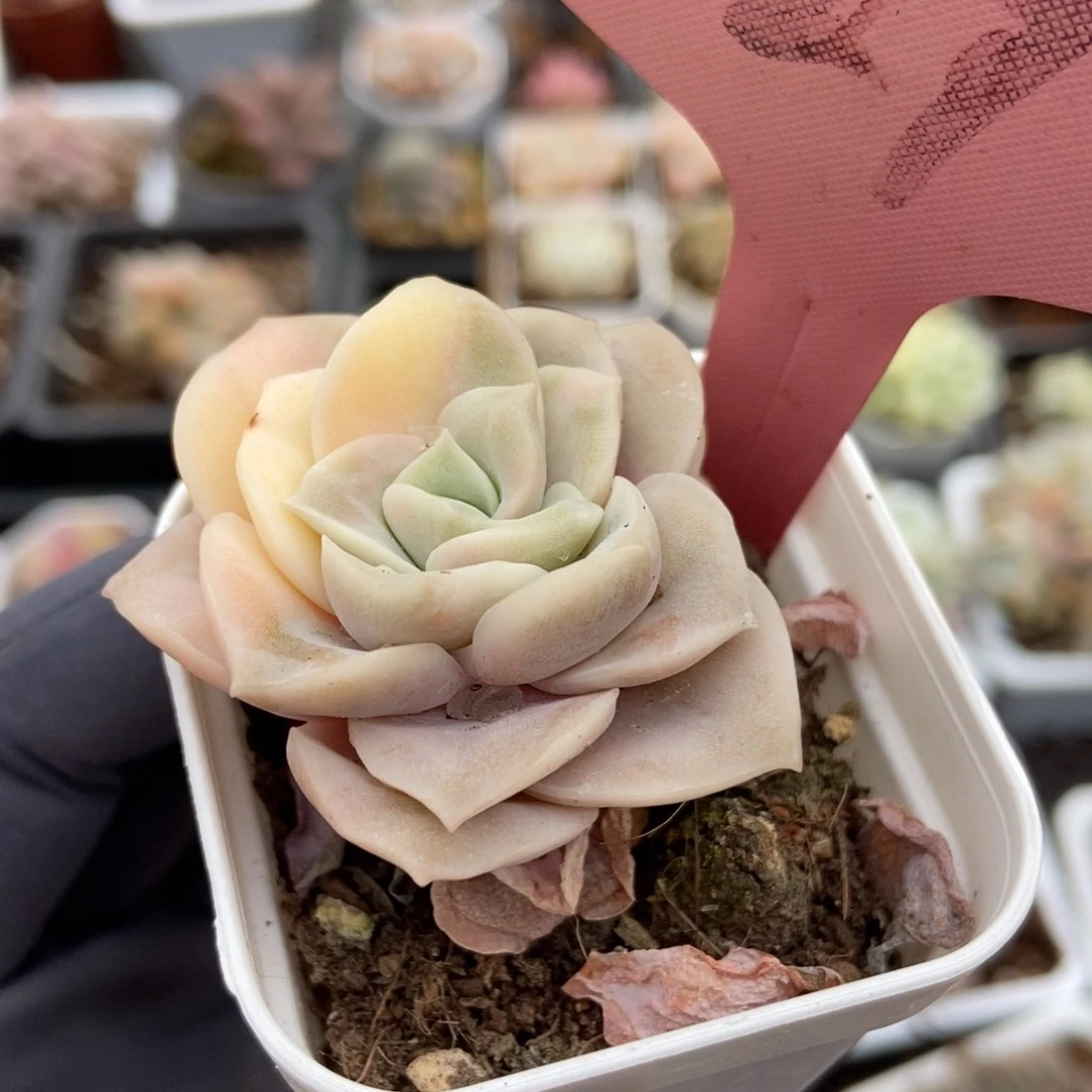 29可爱玫瑰锦多肉植物保护