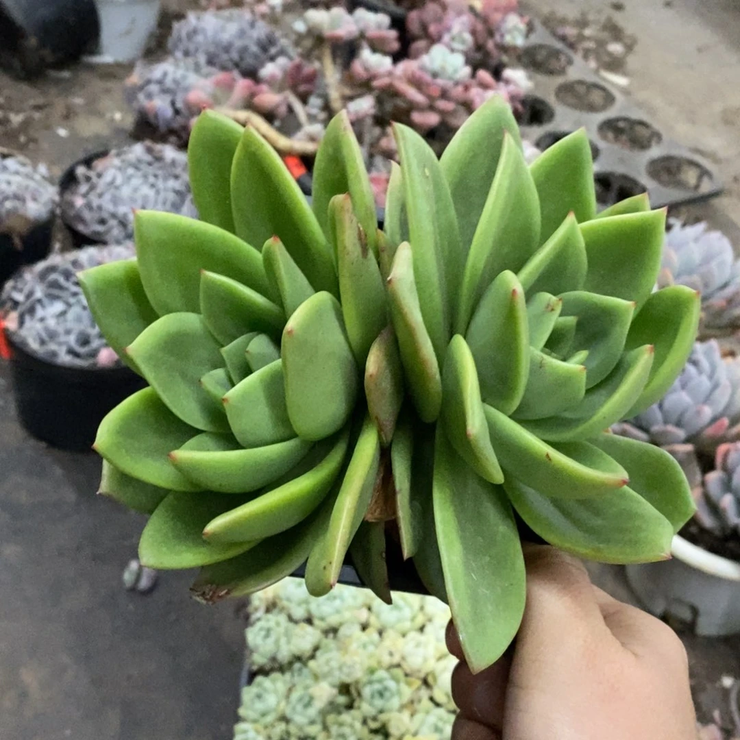 翠花双头起发老桩