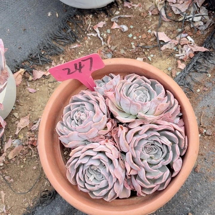 晨语多肉一物一拍247