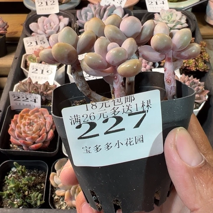 桃蛋5头群一物一拍多肉满20元包邮