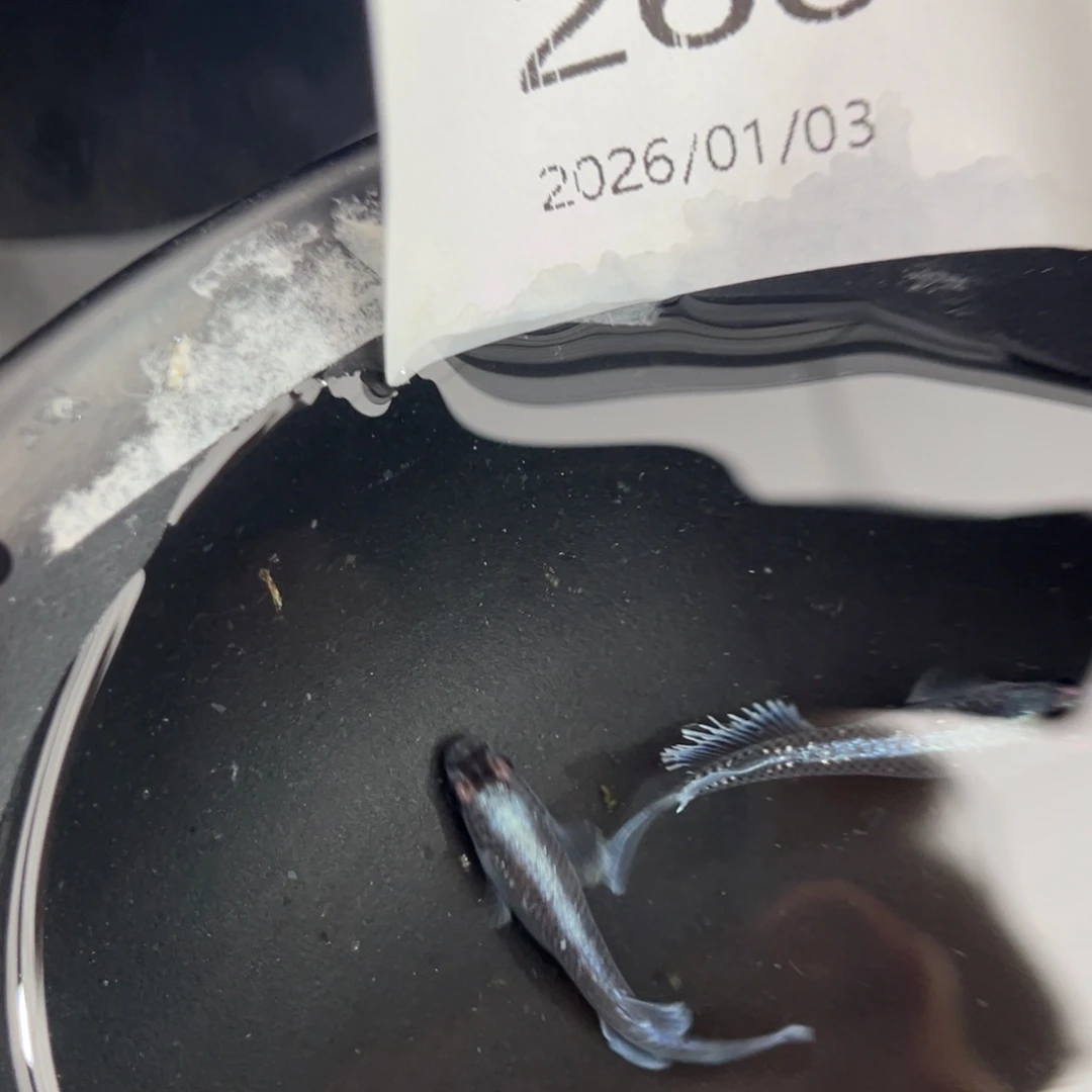 青鳉鱼260新午夜一对