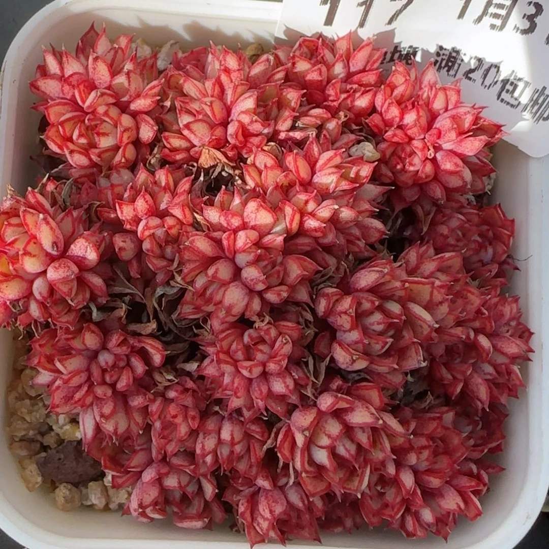 花语逸境0131-117甜茶