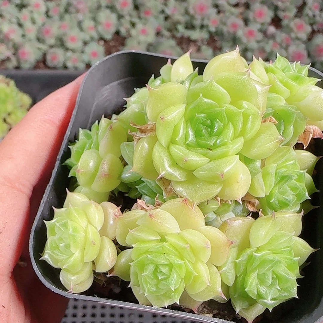 0921-125eko麦秆优选不包整