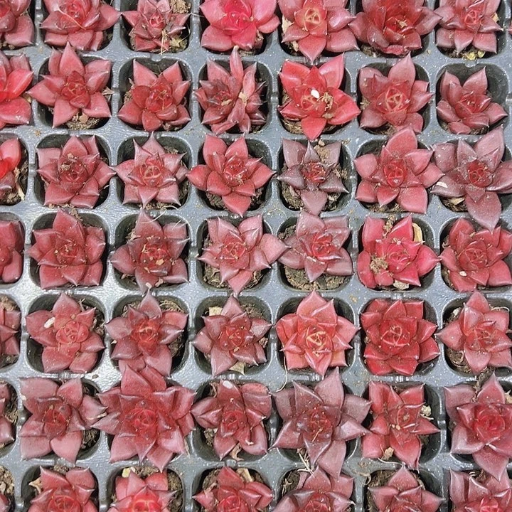 血罗宾 满10颗包邮