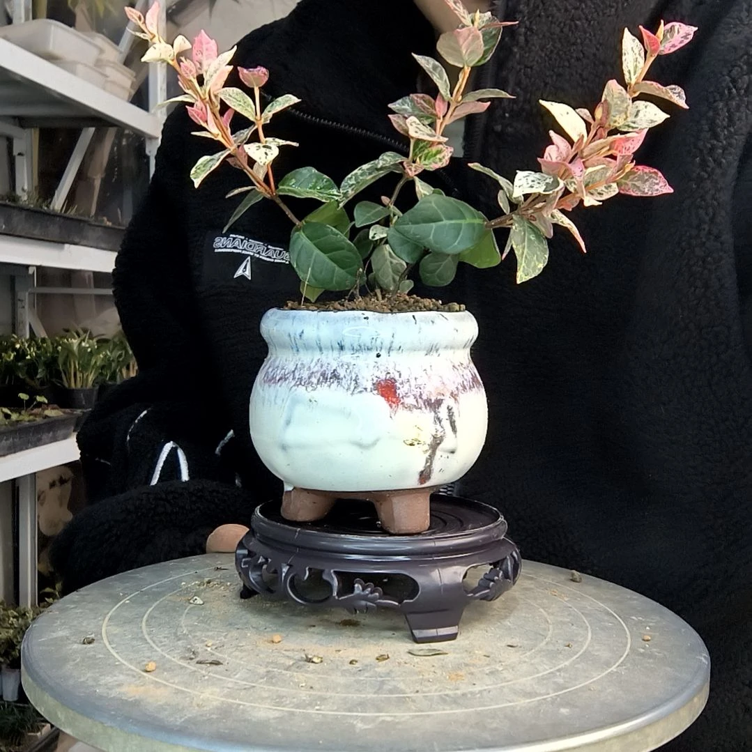 东小盆景小植物一物一拍208