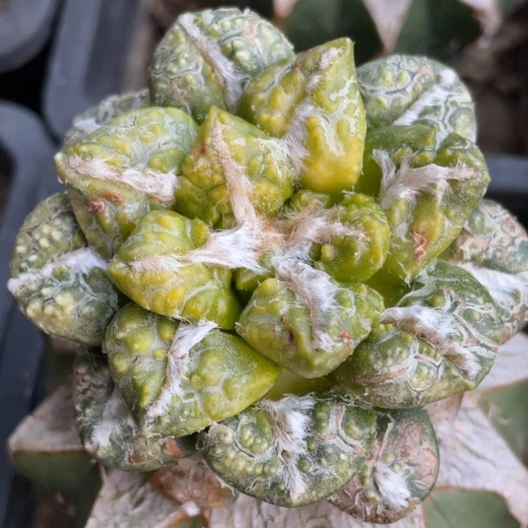 全部花朵大犹黑锦046 仙人球