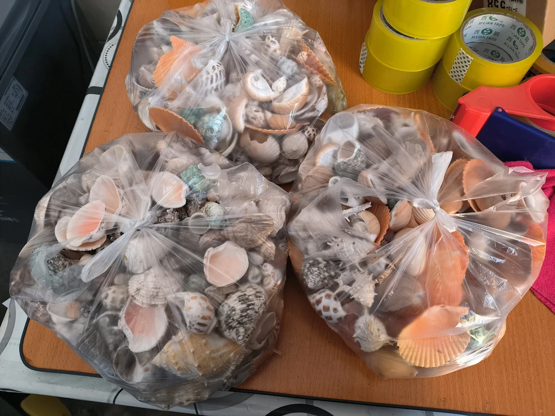 鱼缸装饰造景天然海螺贝壳五斤地台水族箱摆件瑕疵海螺贝壳喂鸡鸭