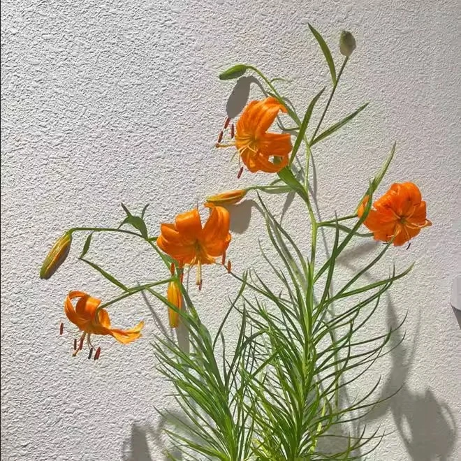 种花王大爷 兰州百合花种球春天阳台庭院花卉盆栽百合球根