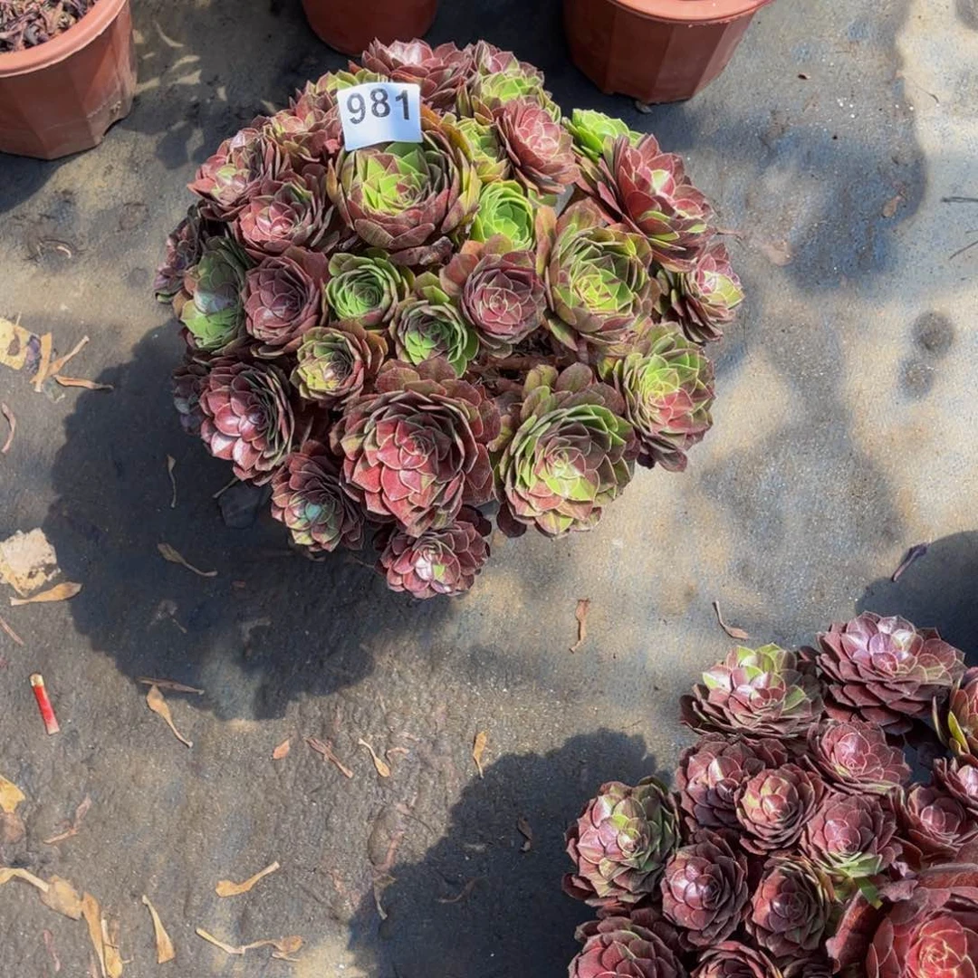 甜***麻多肉植物花月夜981