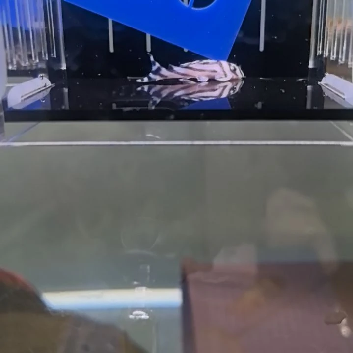 清道夫25 号，熊猫异形，3.4cm，包邮包路损