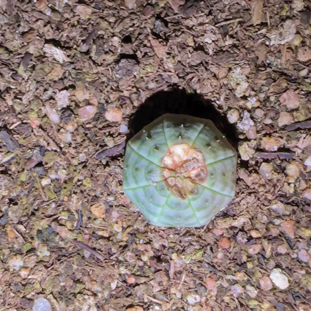 θ块根植物块根植物