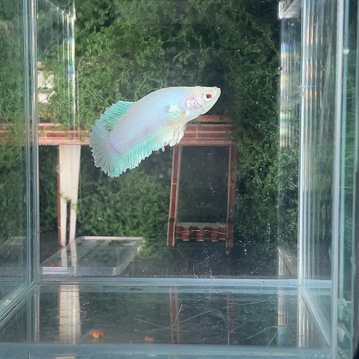 斗鱼活体不退不换谢谢