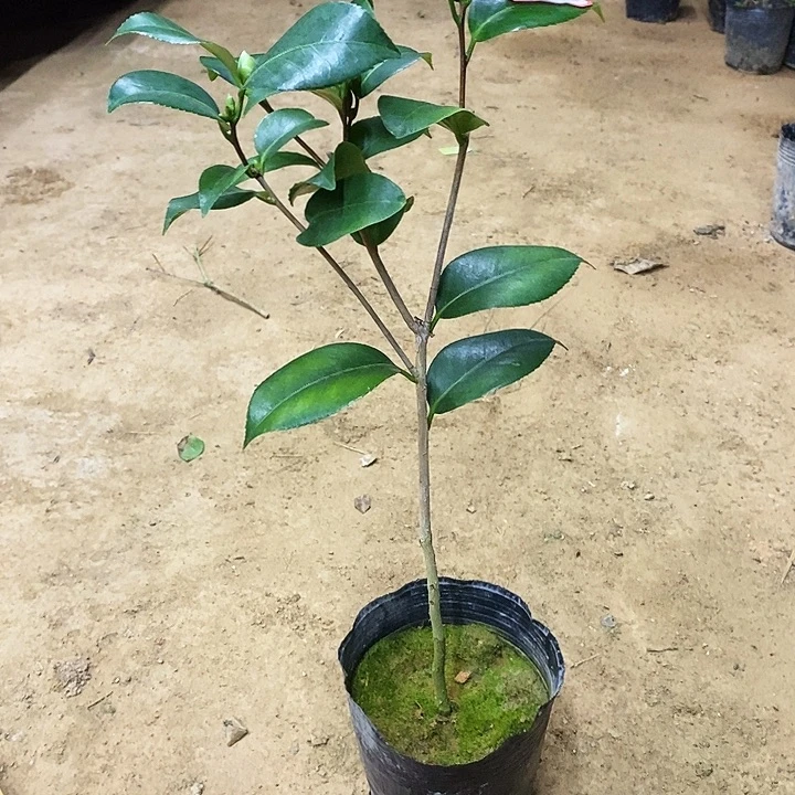 无花朵帕克雷欧。