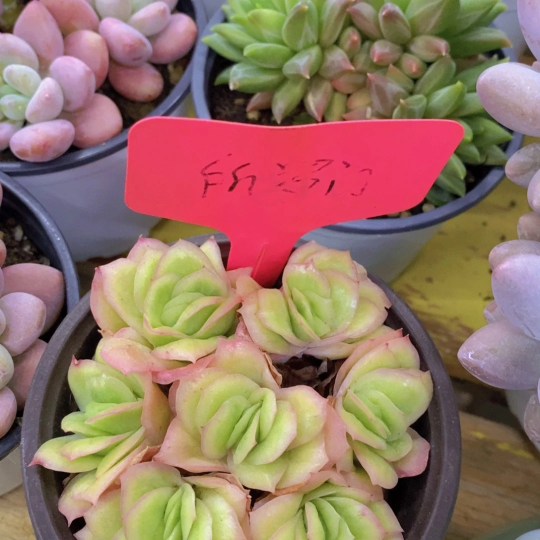 粉丝回馈专场，停播场