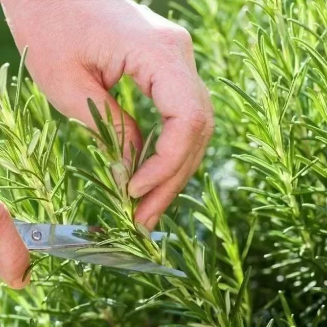 【迷迭香种子】 家庭阳台小院盆栽地栽四季种植新手易种蔬菜种籽