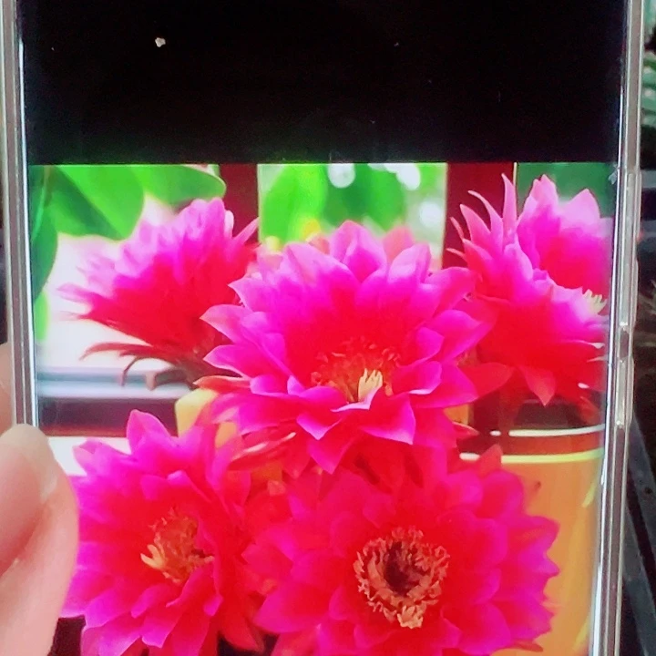 毛花柱太阳新娘侧芽拍一发二