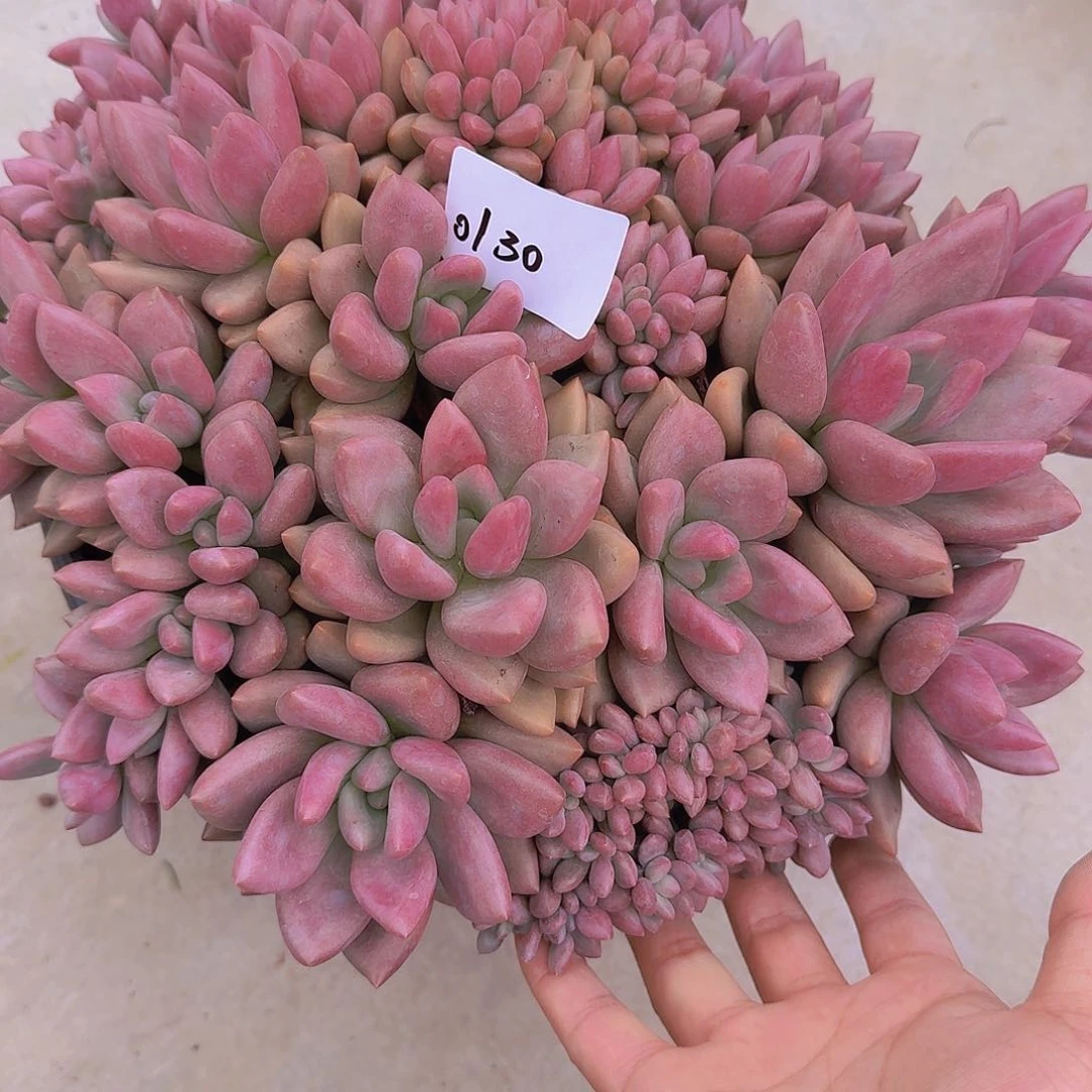 ****٭0130桃花源缀多肉植物