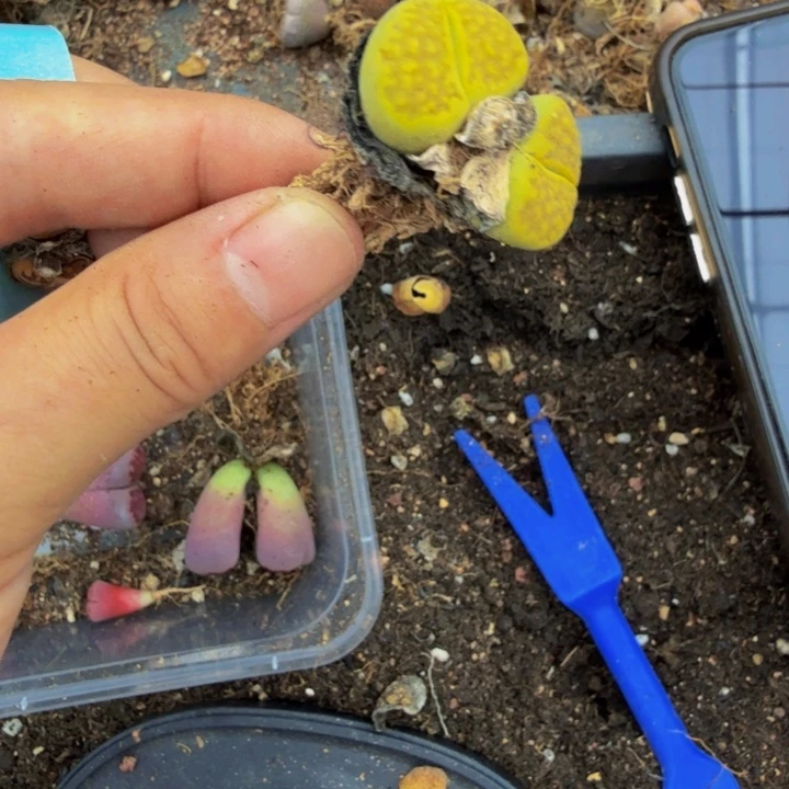 孤****三多肉植物的生长发育89